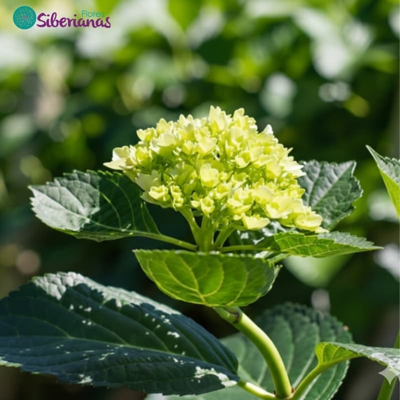 Mini Grade Colombian hydrangea - 10–12 cm head, 60 cm stem