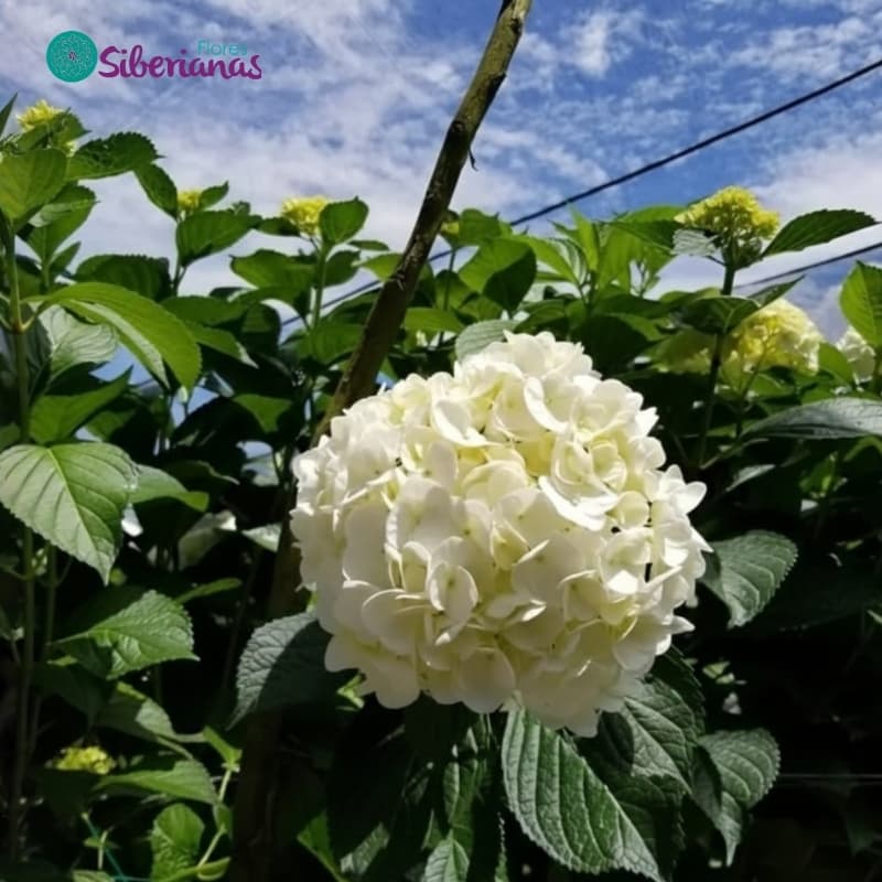 Premium Grade Colombian hydrangea - 19–22 cm head, 60 cm stem