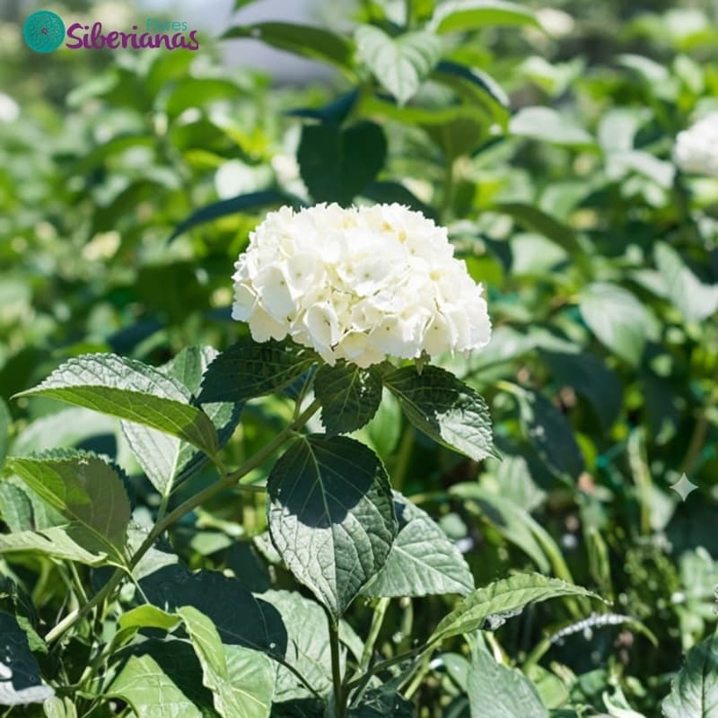 Select Grade Colombian hydrangea - 15–18 cm head, 60 cm stem