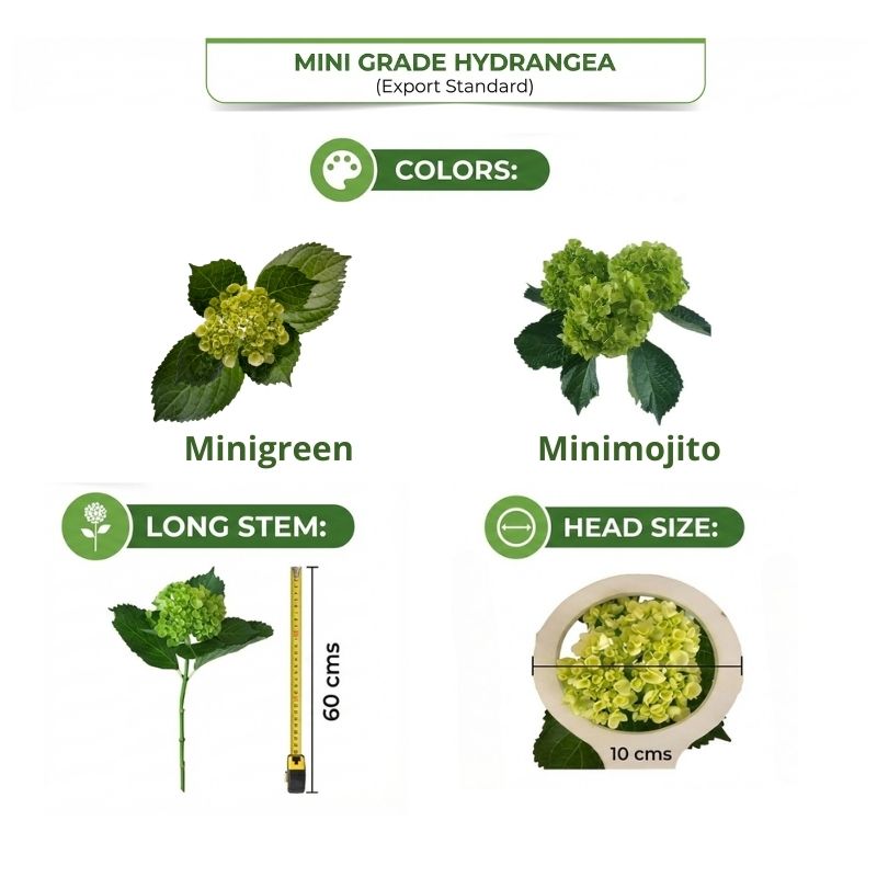 Calidad esperada — estándar exportación